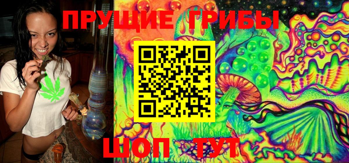 Галлюциногенные грибы Psilocybe Медногорск